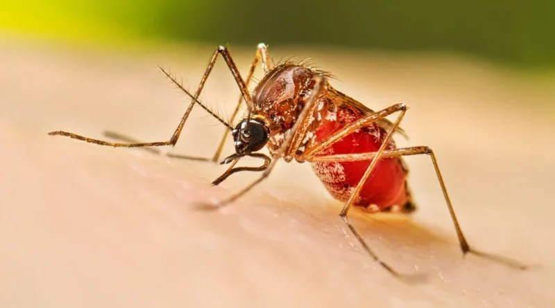 Aumenta el dengue en Panamá: adolescentes de 10 a 14 años, los más afectados