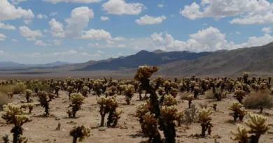 Chile reabre debate sobre inversión y regulación minera tras evaluación ambiental