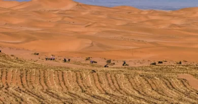 China utiliza cianobacterias para estabilizar arena del desierto