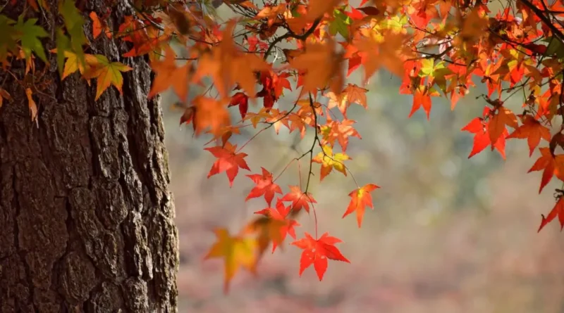 Cielos despejados y estabilidad atmosférica inician otoño en Chile