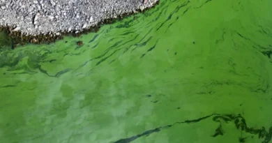 Estudio pionero en Cataluña analiza cianobacterias y agua