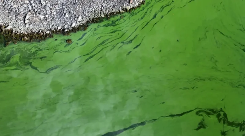 Estudio pionero en Cataluña analiza cianobacterias y agua