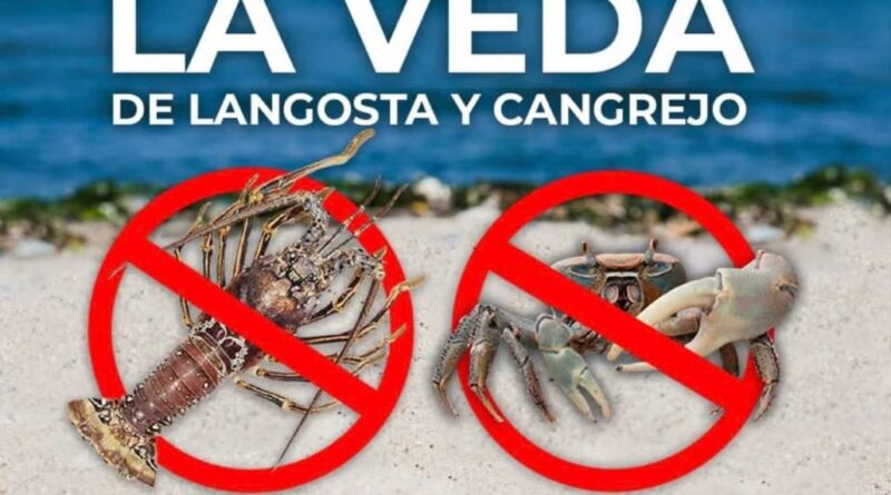Veda de langostas y cangrejos en RD: Precaución necesaria