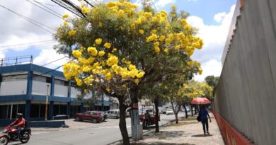 Las calles de Santo Domingo se llenan de amarillo vibrante