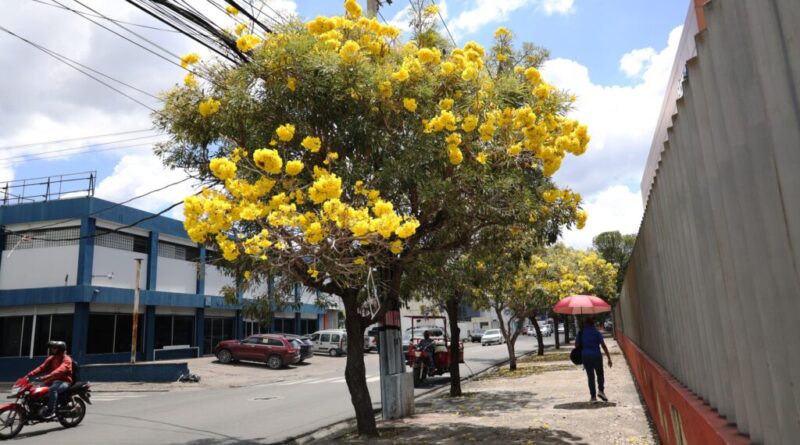 Las calles de Santo Domingo se llenan de amarillo vibrante