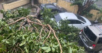 Plantas dicotiledóneas mal manejadas pierden anclaje ante fenómenos