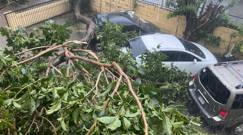 Plantas dicotiledóneas mal manejadas pierden anclaje ante fenómenos