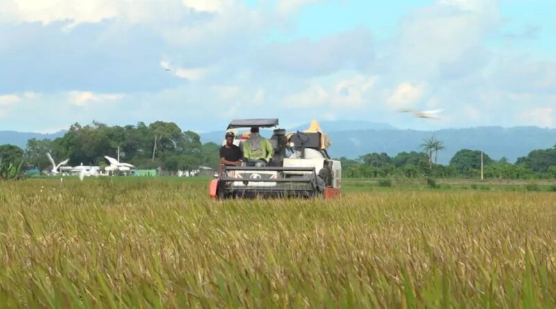 Producción de arroz disminuye en RD ante aumento de importaciones
