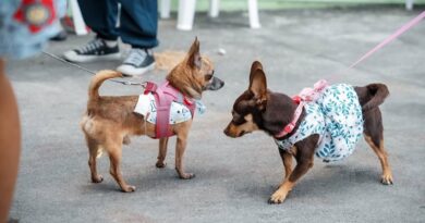 Alcaldía del DN esteriliza 100 gatos y vacuna 326 animales