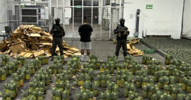 Cocaína oculta en piñas tenía destino final en Afganistán