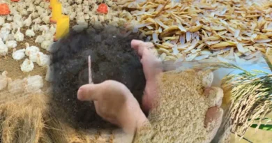 El arroz de RD genera subproductos esenciales