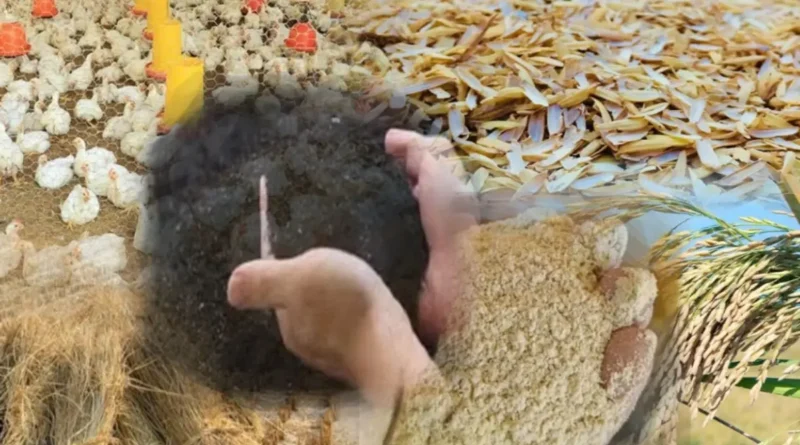 El arroz de RD genera subproductos esenciales
