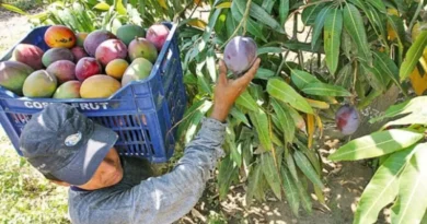Productores enfrentan plagas pestes y trabas comerciales
