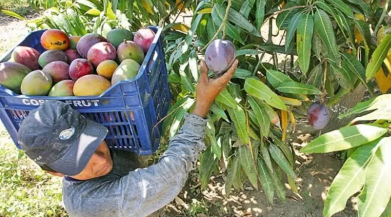 Productores enfrentan plagas pestes y trabas comerciales